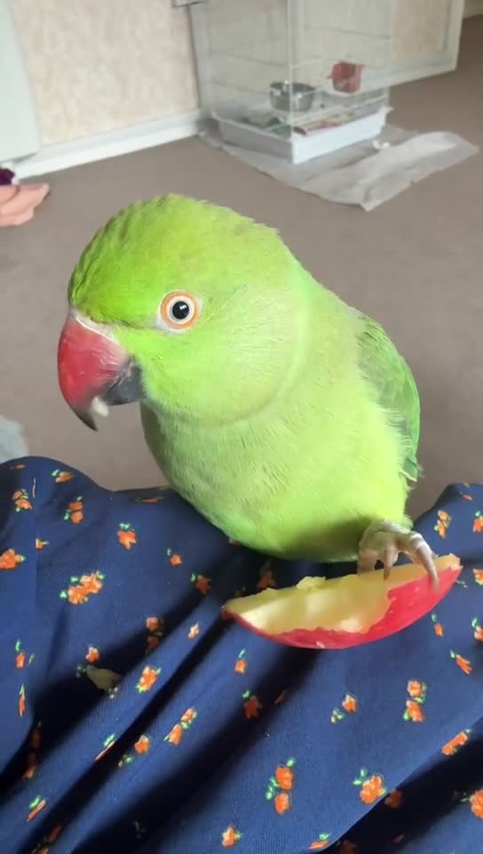 Ringnecks birds for sale: Indian Ringneck in Leeds - Video 1