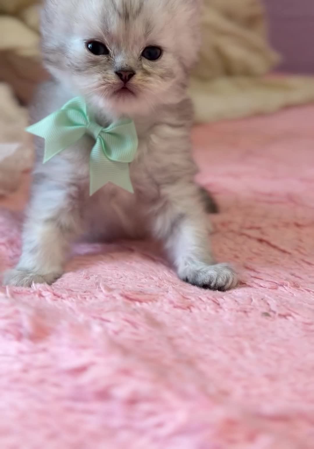 Persian cats for sale: £500 REDUCED dollface Persian available  - Video 2