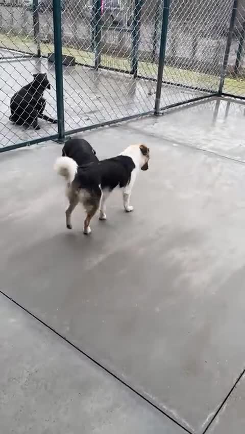 Mixed Breed dogs for adoption: Horace, 1 yr approx. Available for adoption. - Video 1