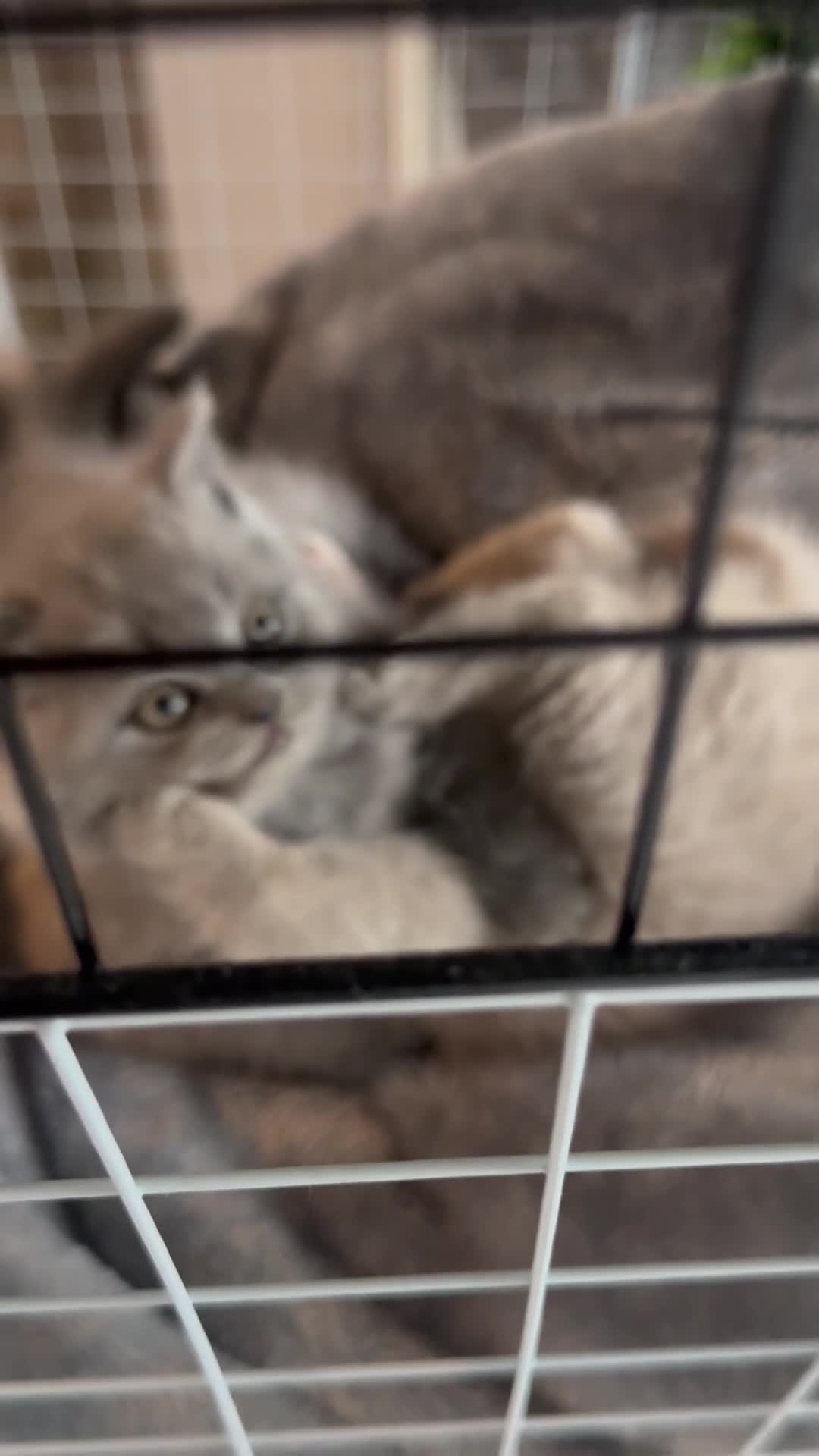 British Shorthair cats for sale: British Shorthair Teddys 🐻 Cinnamon now reserved! - Video 5