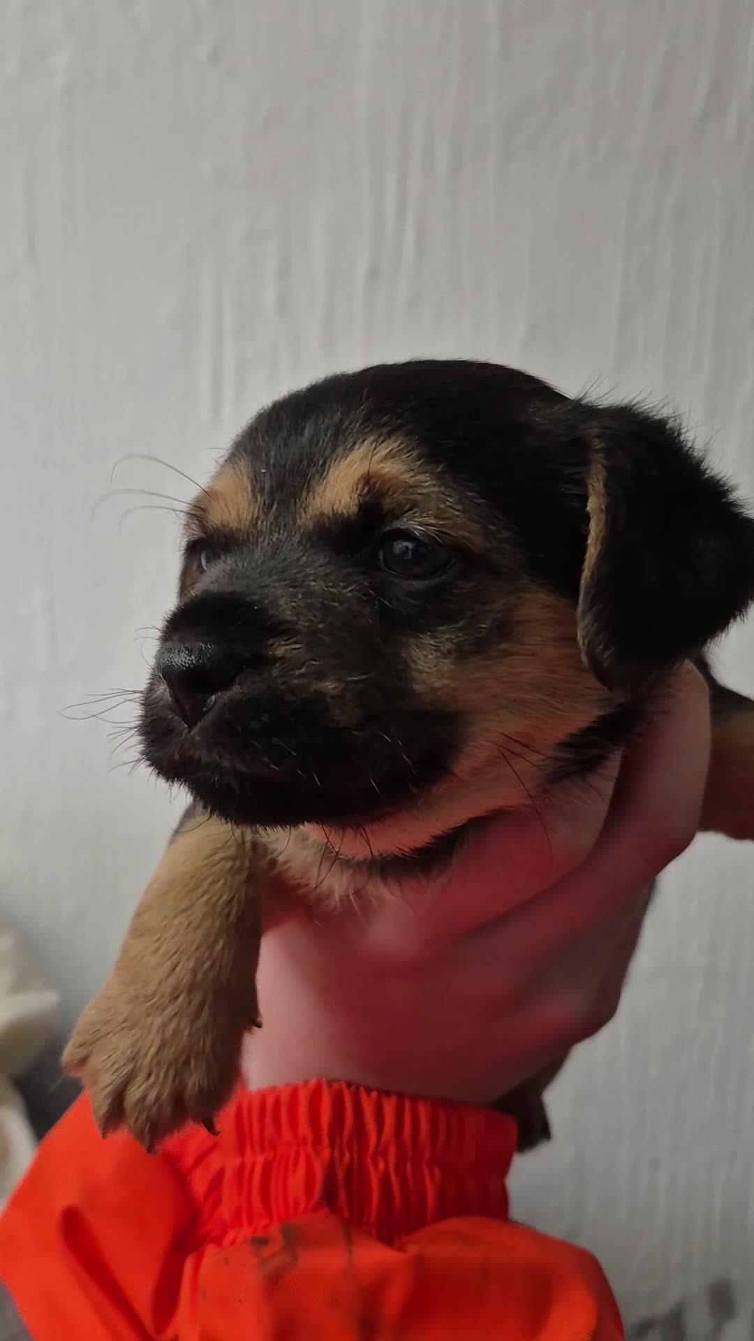 Mixed Breed dogs for sale: Two border terrier mixed pups both male  - Video 1