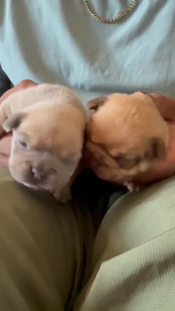 French Bulldog dogs for sale: RARE FRENCH BULLDOGS/FLUFFY CARRIERS ⭐️⭐️⭐️⭐️⭐️ - Video 1
