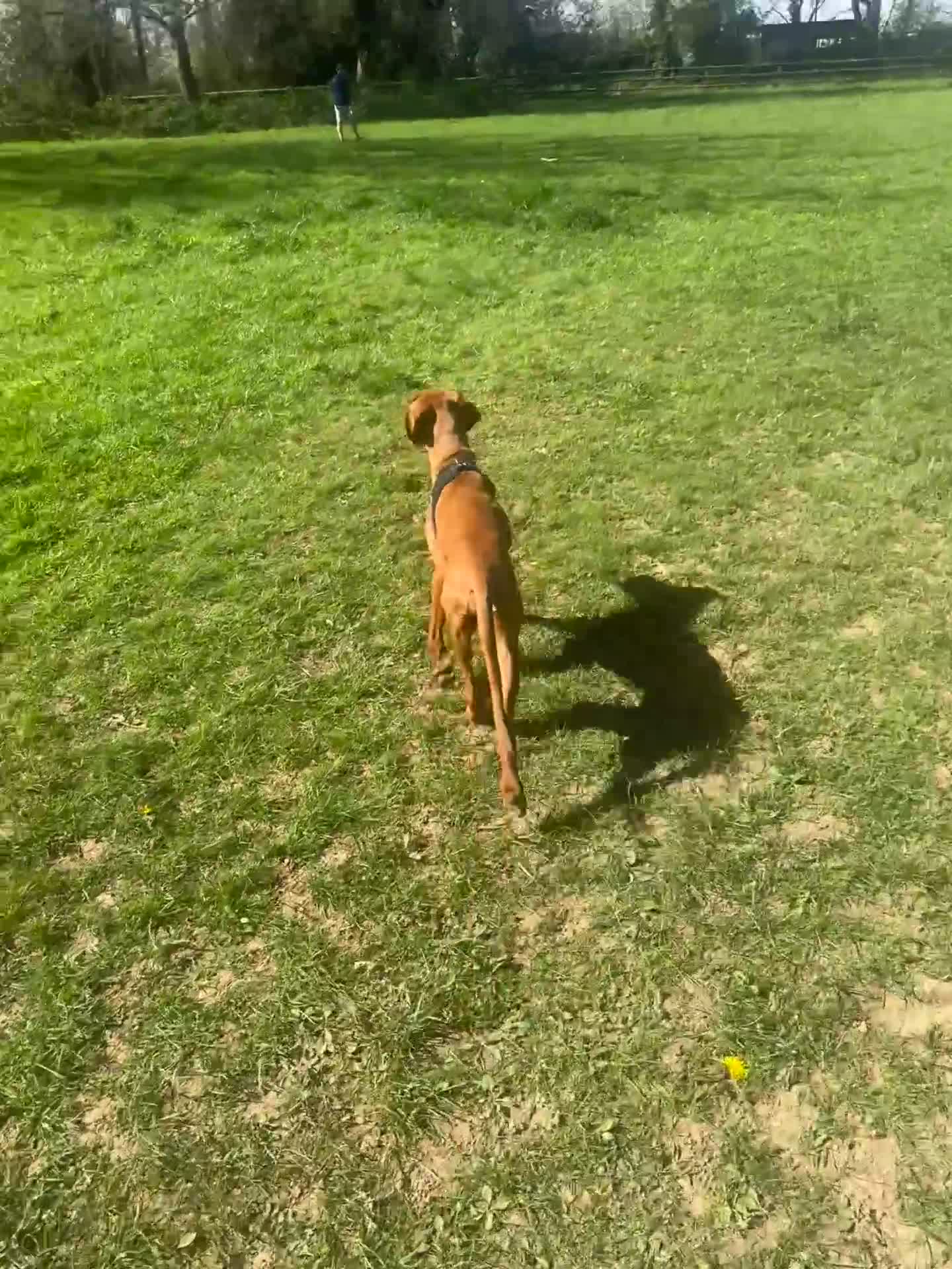 Hungarian Vizsla dogs for sale: 6 month old Hungarian Vizsla in Coulsdon - Video 1