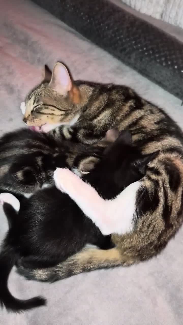 British Shorthair cats for sale: 2 gorgeous male kittens for sale  - Video 1
