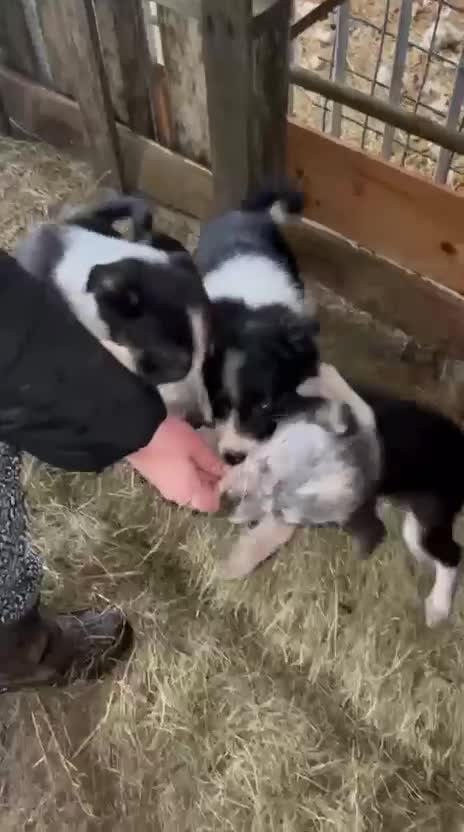 Border Collie dogs for sale: Beautiful collie puppies available  - Video 1