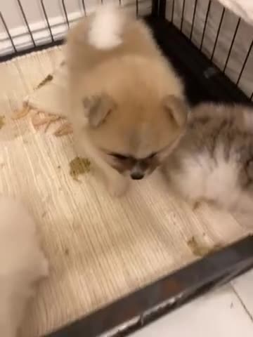 Pomeranian dogs for sale: Snow White Pomeranian for sale - Video 1