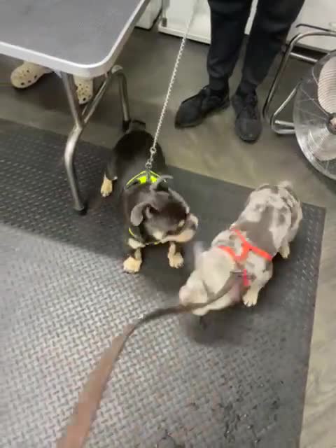 French Bulldog dogs for sale: French bulldog puppies  - Video 1