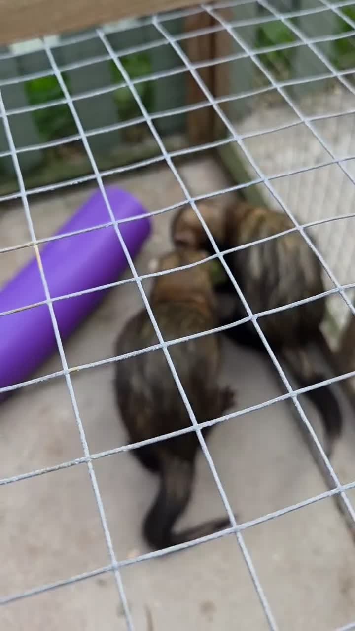 Ferret rodents for sale: Male pole cats x pets  in Durham - Video 1