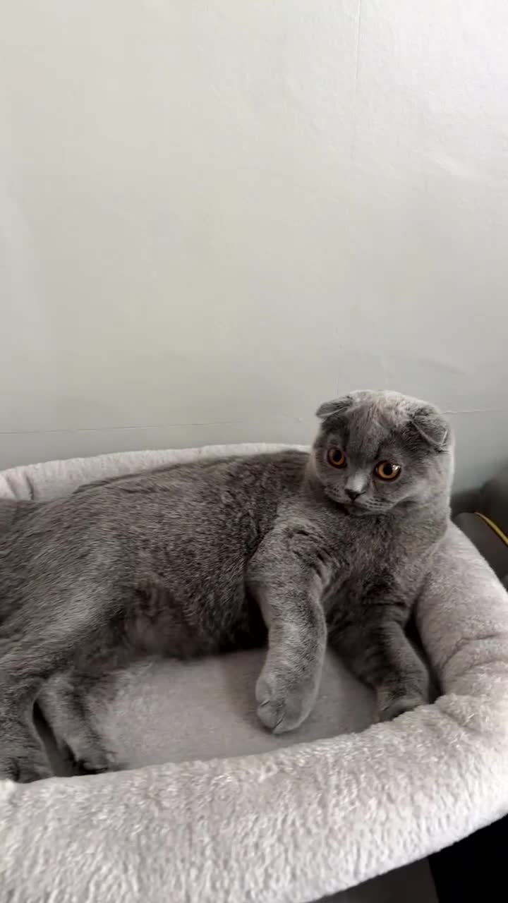 Scottish Fold cats for sale: Beautiful soft baby girl! - Video 1