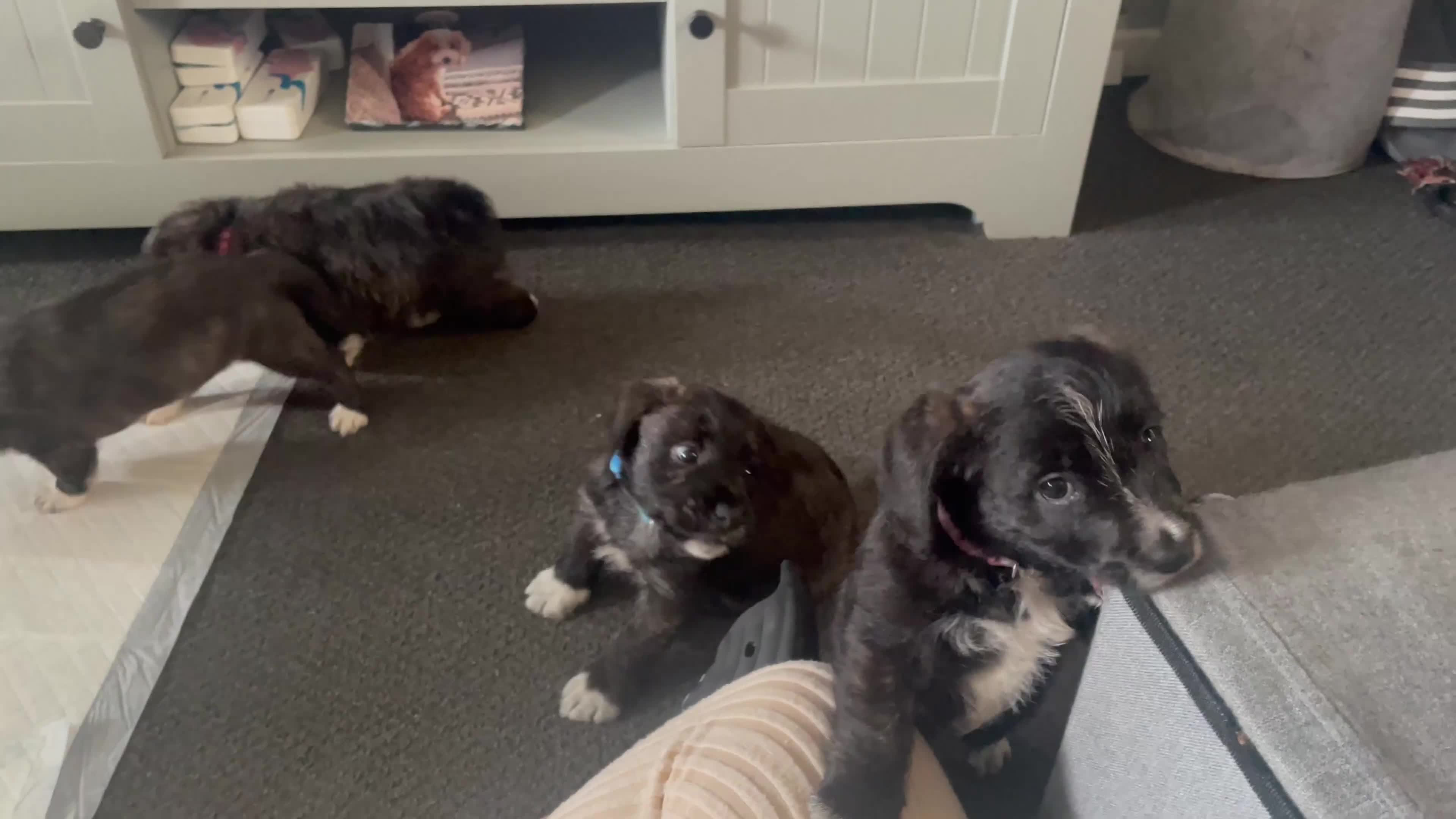 Mixed Breed dogs for sale: Jack Russell x westie  - Video 3
