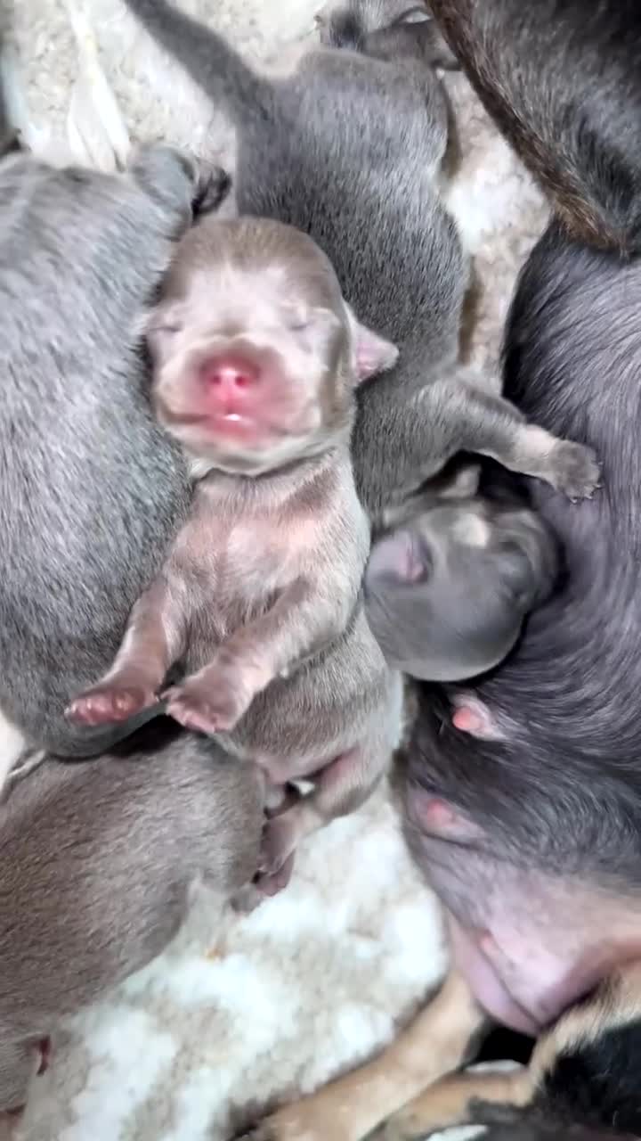 Chihuahua dogs for sale: Outstanding BLUE/TAN & LILAC/TAN puppies  - Video 1