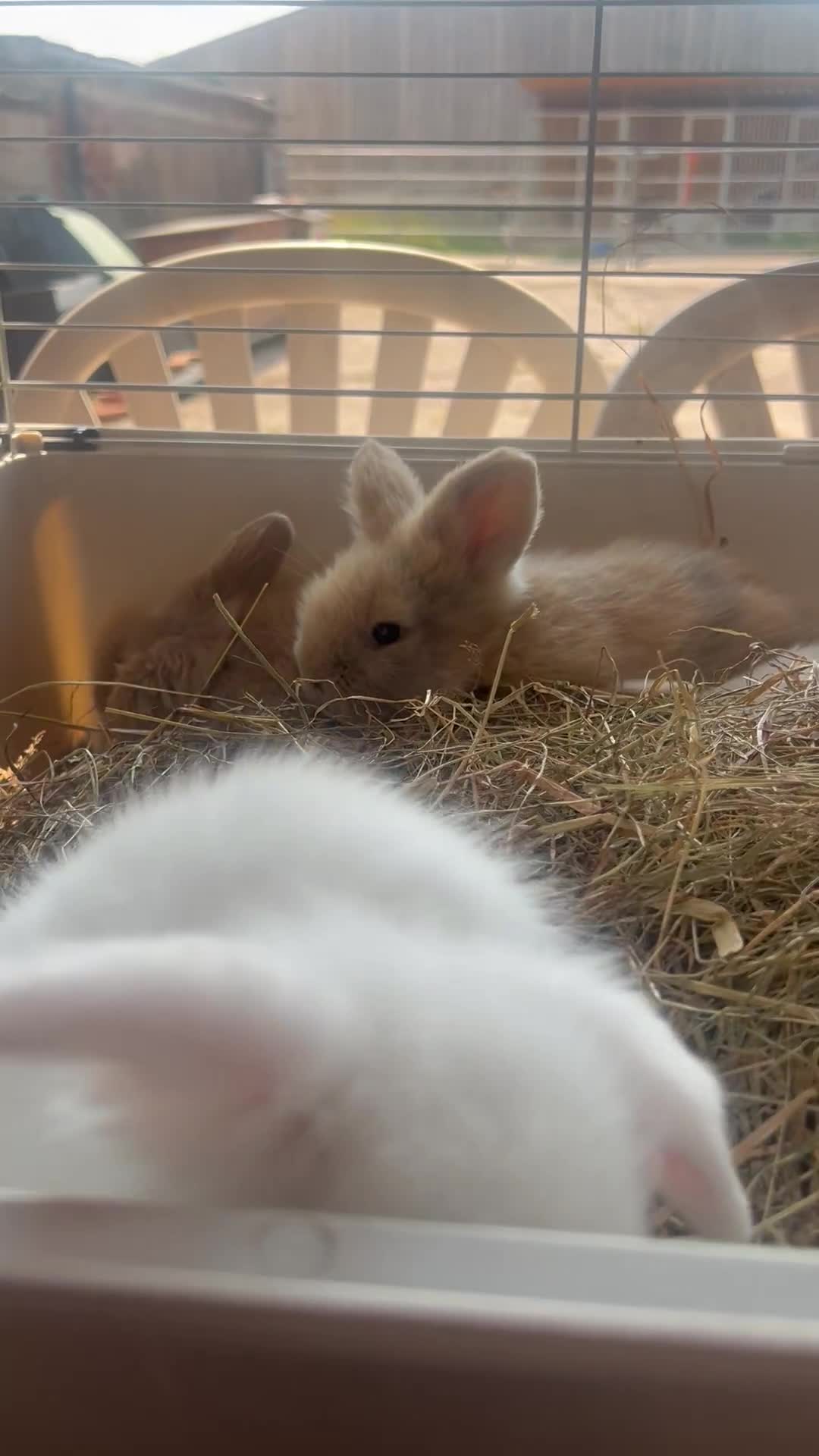 Angora rabbits for sale: Teddy Widder baby rabbits for sale   in Winsford - Video 1
