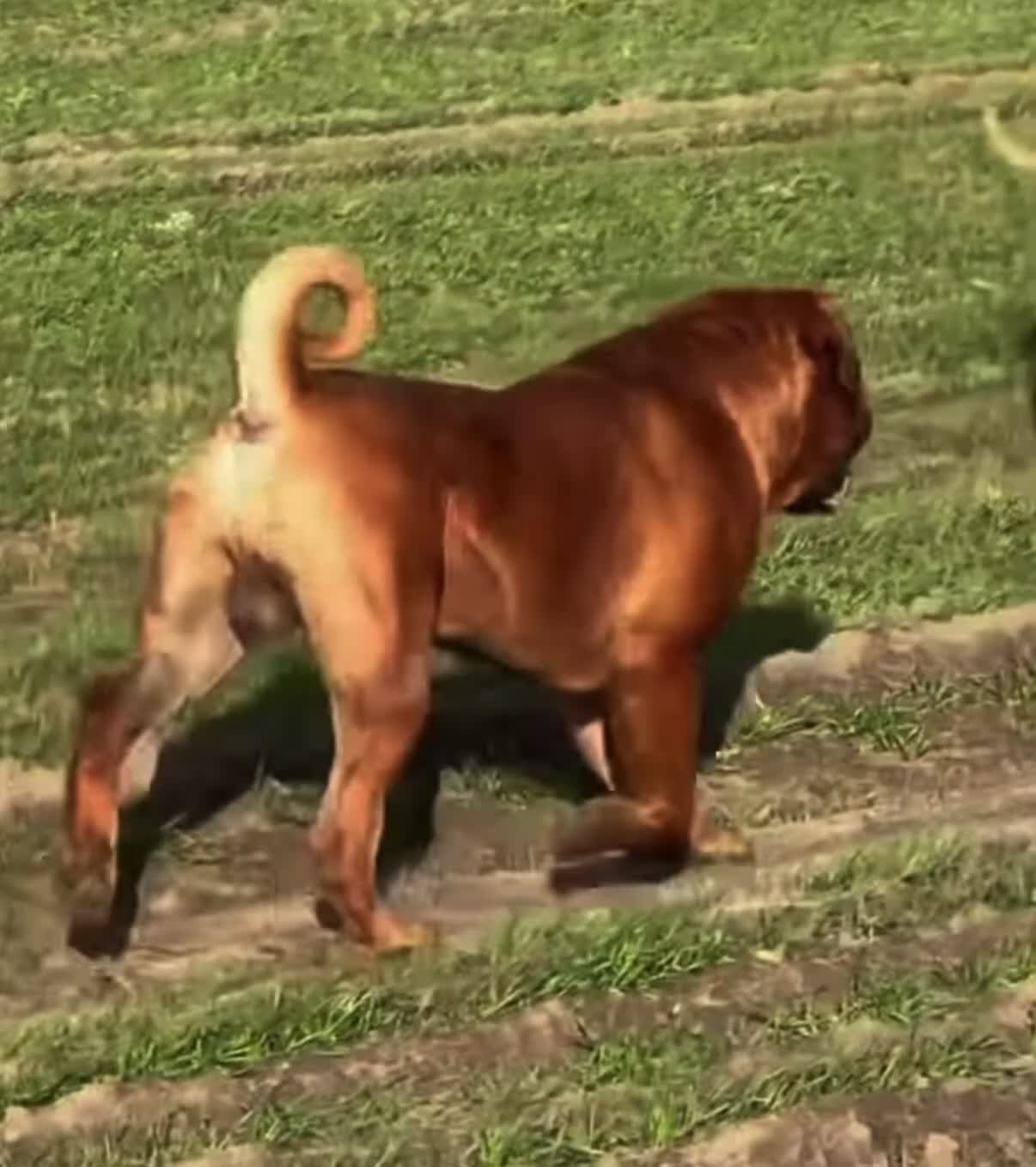 Boerboel dogs for sale: Elite Guard Neema X Spartan Dutch - Video 1