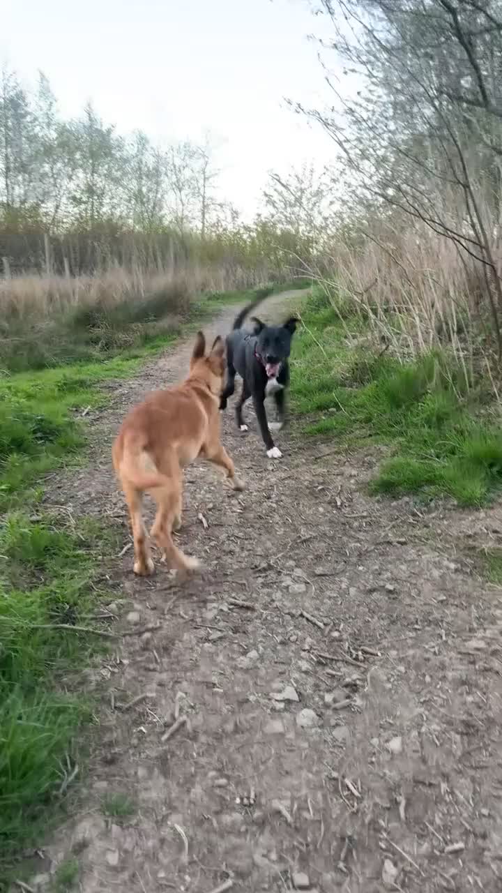 Belgian Shepherd Dog dogs for sale: Belgian mal in Bathgate - Video 1