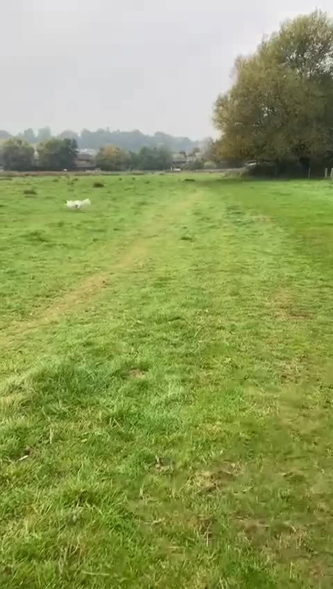 Mixed Breed dogs for adoption: Novie (Collie mix) - Video 1