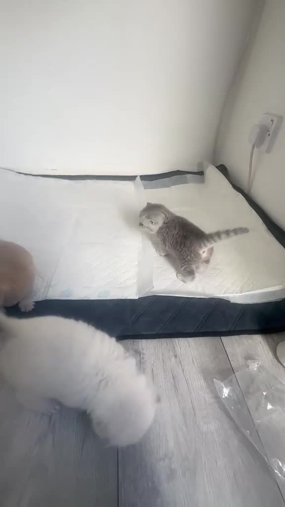 British Shorthair cats for sale: ​Rare Female BSH Kittens: Pedigree Parents Only  - Video 2