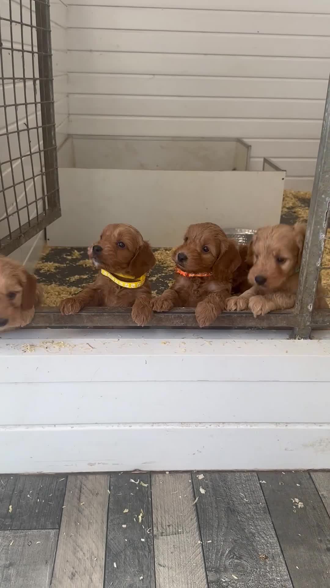 Cockapoo dogs for sale: F1b outstanding cockapoo fully  health tested in Ely - Video 1