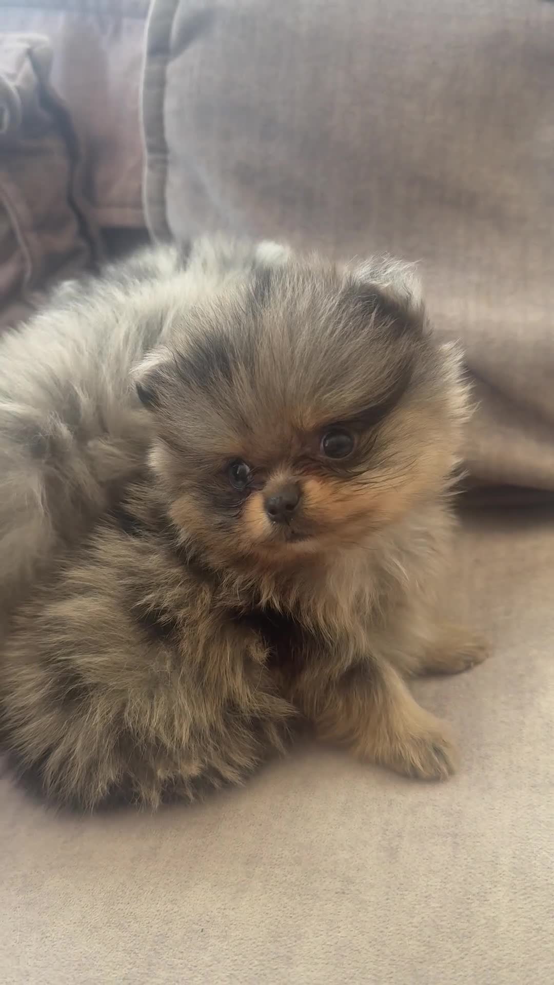 Pomeranian dogs for sale: Teddy bear Pomeranians - two left   - Video 1