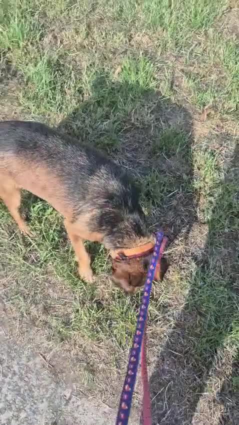Mixed Breed dogs for adoption: 💙🐶 STAS 🐶💙 - Video 2
