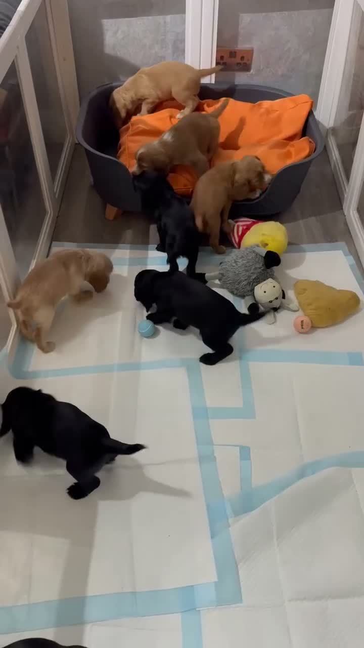 Cocker Spaniel dogs for sale: KC registered working Cocker Spaniel pups  - Video 1