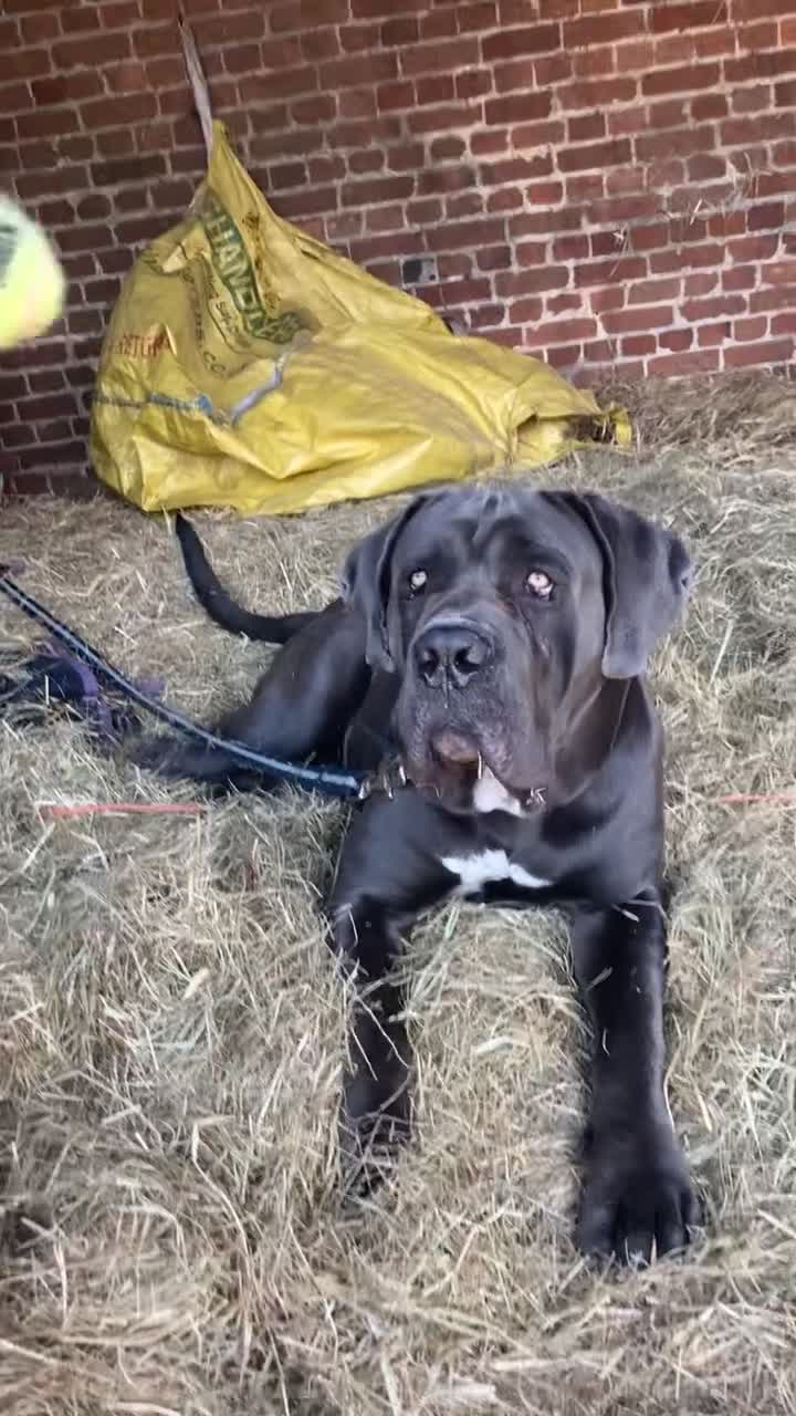 Cane Corso dogs for stud: Stunning cane corso male available for stud  - Video 1