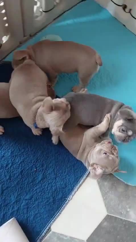 French Bulldog dogs for sale: KC Registered Beautiful French Bulldog Puppies - Video 3