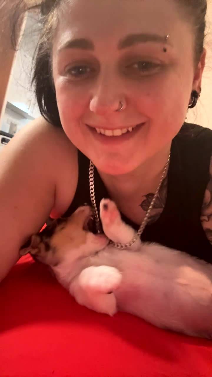 Jack Chi dogs for sale: 8 week male pup, chihuahua x jack  in Bristol - Video 2