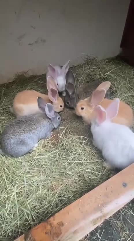 Continental Giant rabbits for sale: Continental Giant Baby Rabbits Ready to go - Video 1