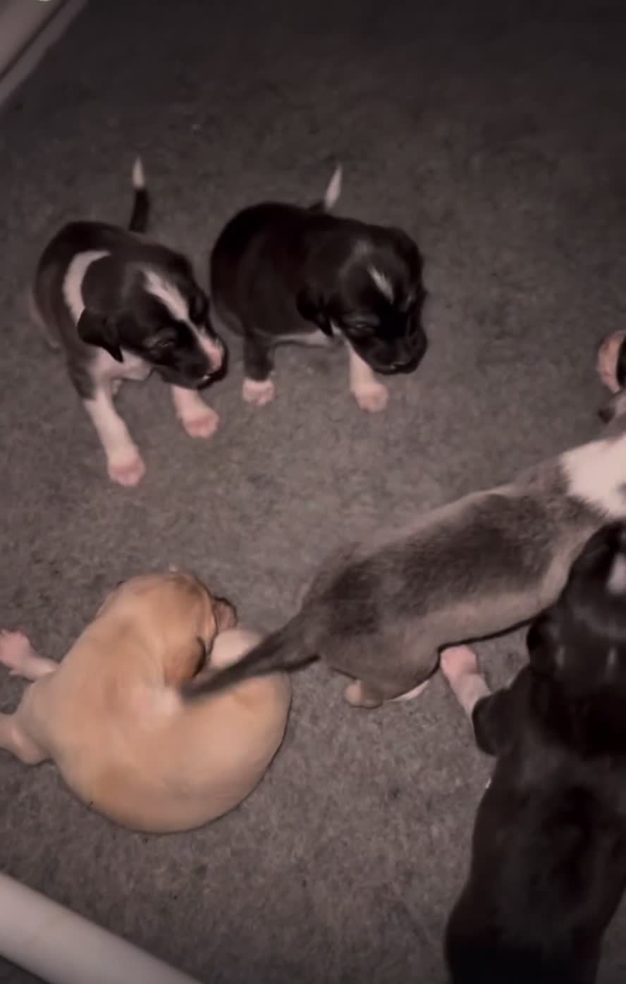 Saluki dogs for sale: ✨Exceptional Saluki Puppies from Iranian Imports✨ - Video 1