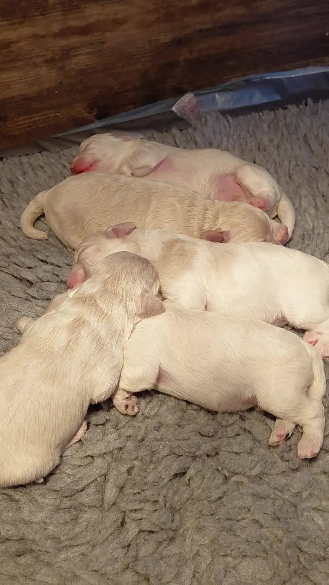 Maltipoo dogs for sale: F1 tiny adorable maltipoo  - Video 1