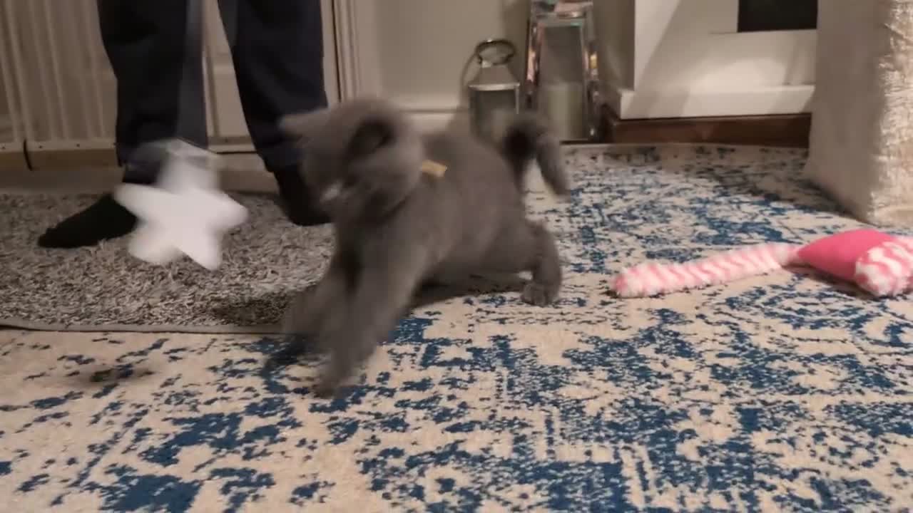 British Shorthair cats for sale: ❤️❤️Stunning GCCF Beautiful BSH kittens ❤️❤️  - Video 1