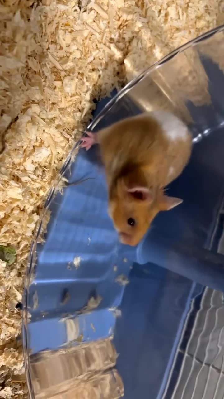 Hamster rodents for sale: syrian hamster  - Video 1