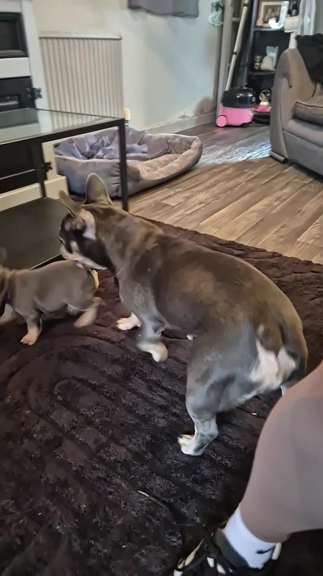 French Bulldog dogs for sale: Three KC registered French bulldogs  - Video 1