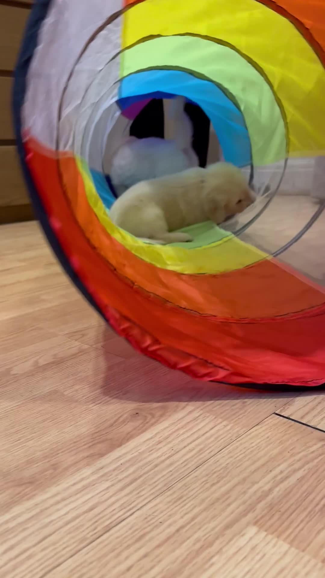 Golden Retriever dogs for sale: CREAM KC REG GOLDEN RETRIEVER TOP BLOODLINE  - Video 1