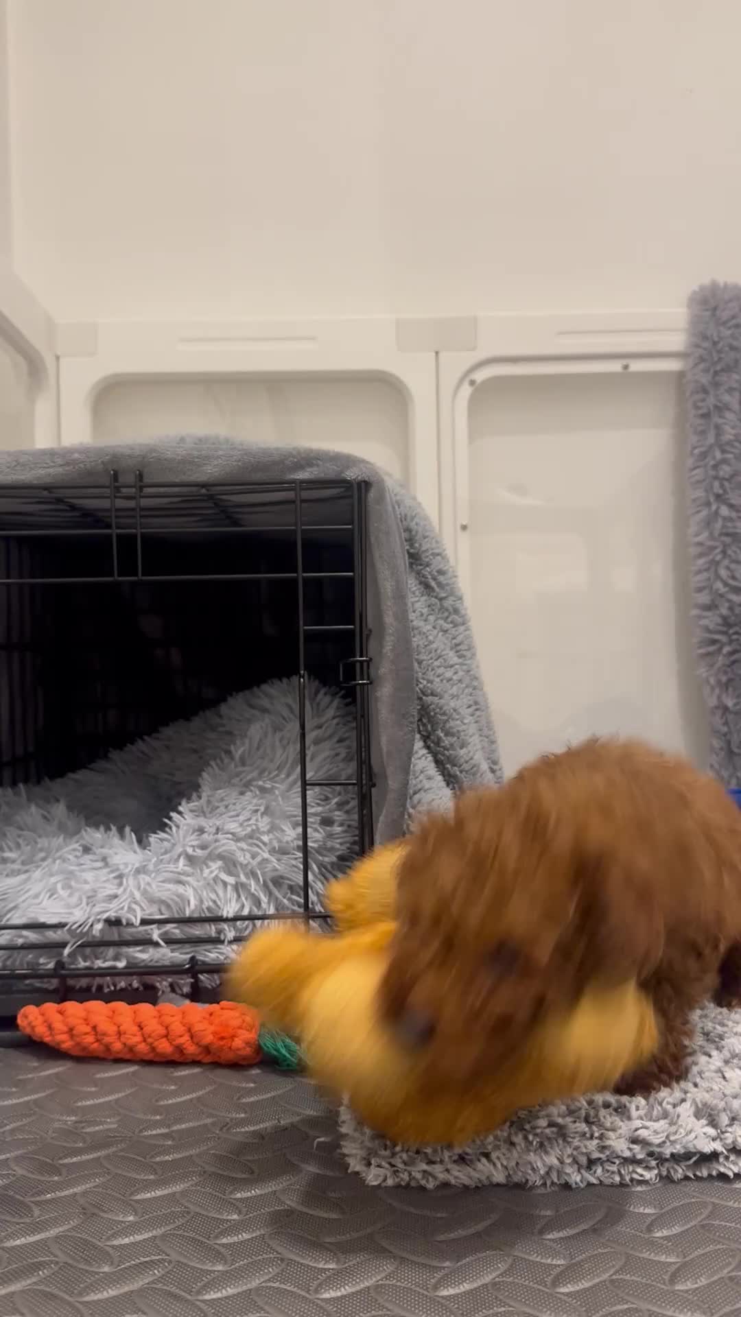 Toy Poodle dogs for sale: Deep red toy poodle  - Video 2