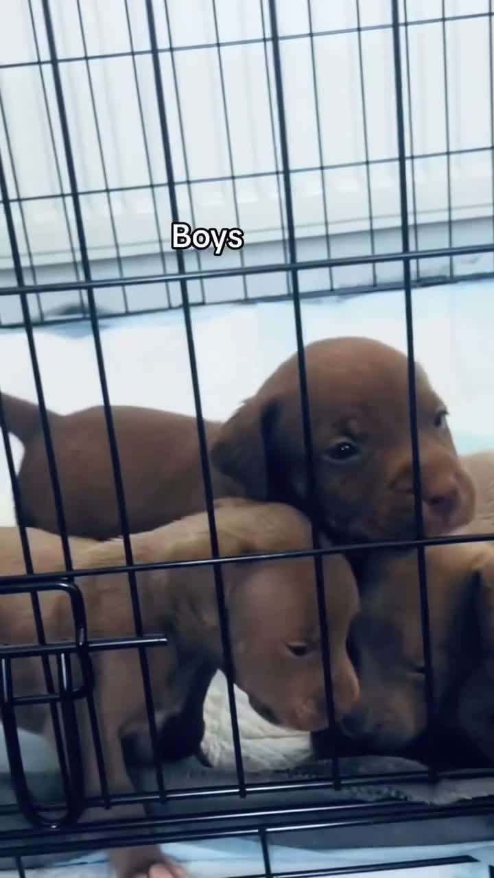 American Bully dogs for sale: Standard American Bully  - Video 5