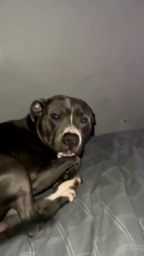 Staffordshire Bull Terrier dogs for sale: Blue  - Video 2