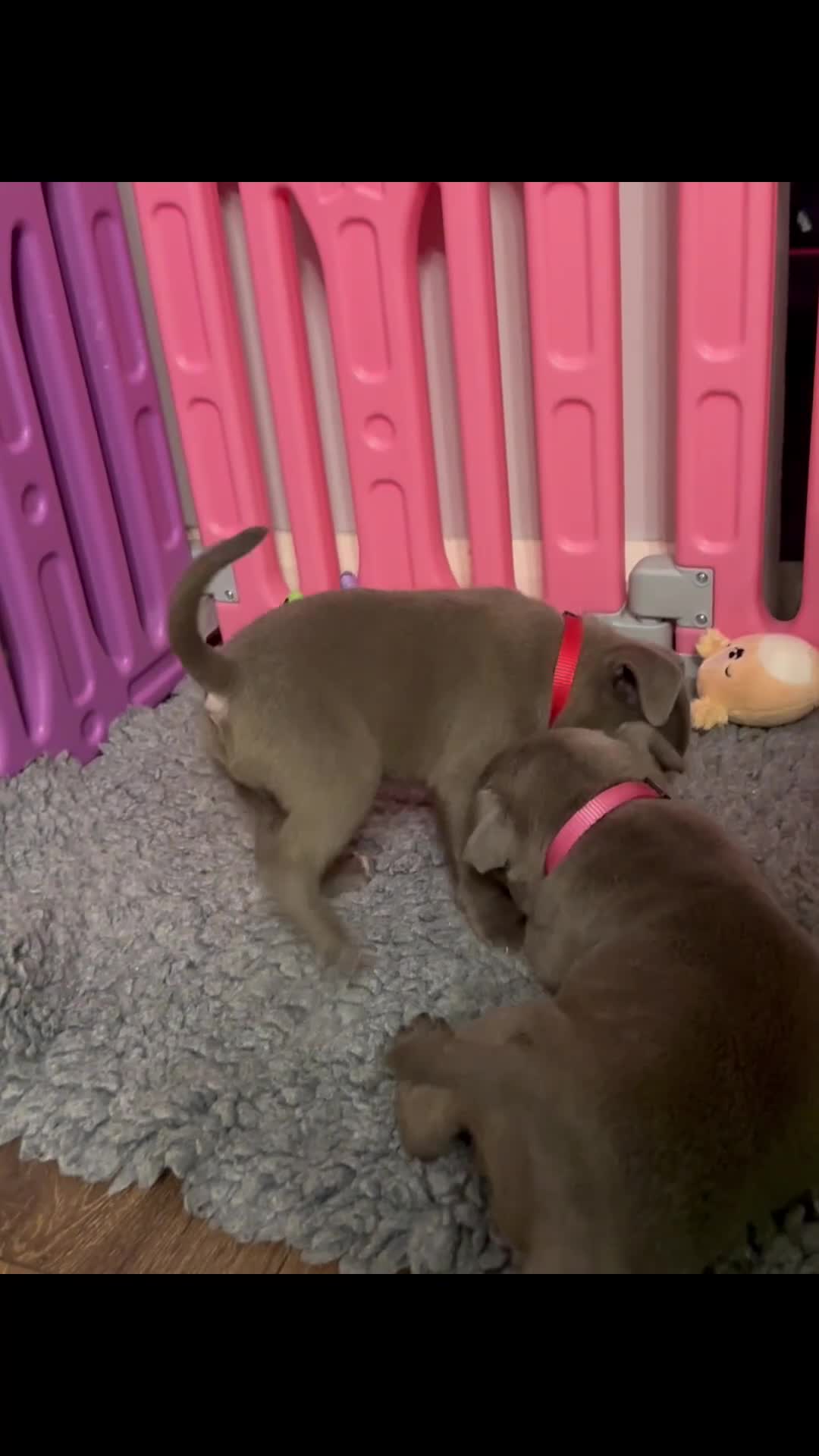 Staffordshire Bull Terrier dogs for sale: Adorable BLUE KC Pups *BULLSCAFF BLOODLINE* - Video 1