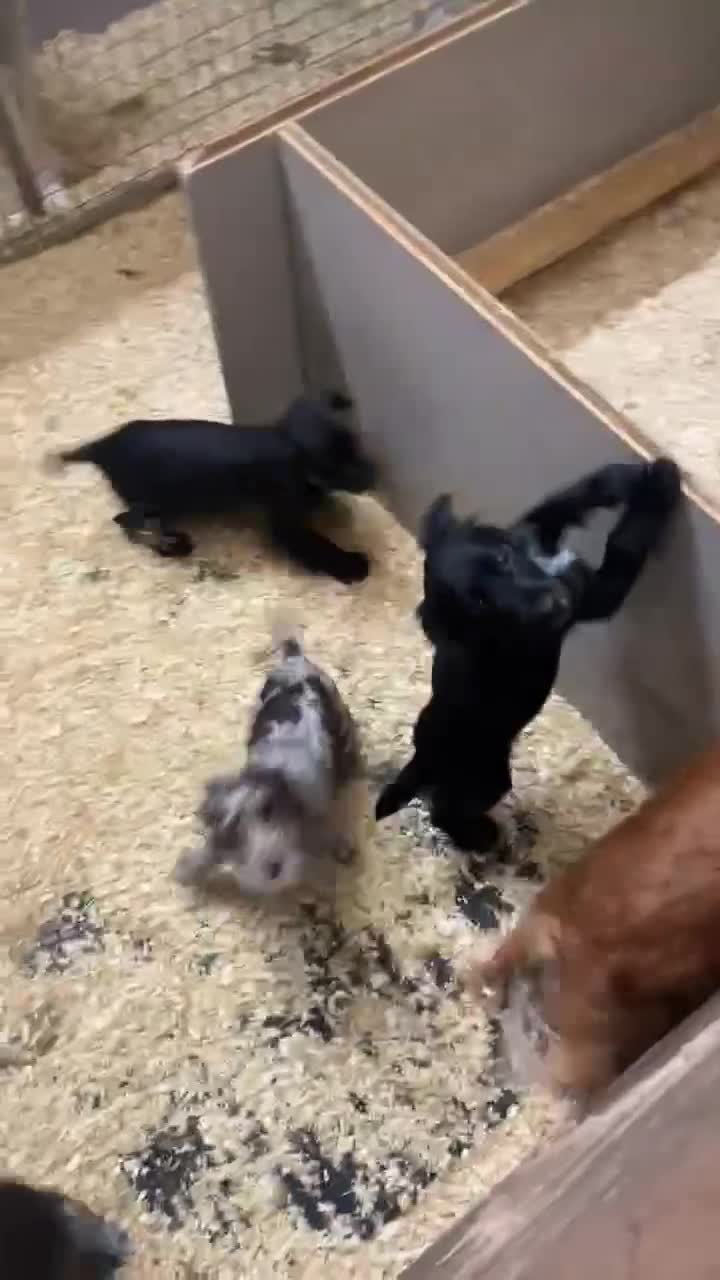 Cocker Spaniel dogs for sale: 2 cocker spaniel  - Video 1