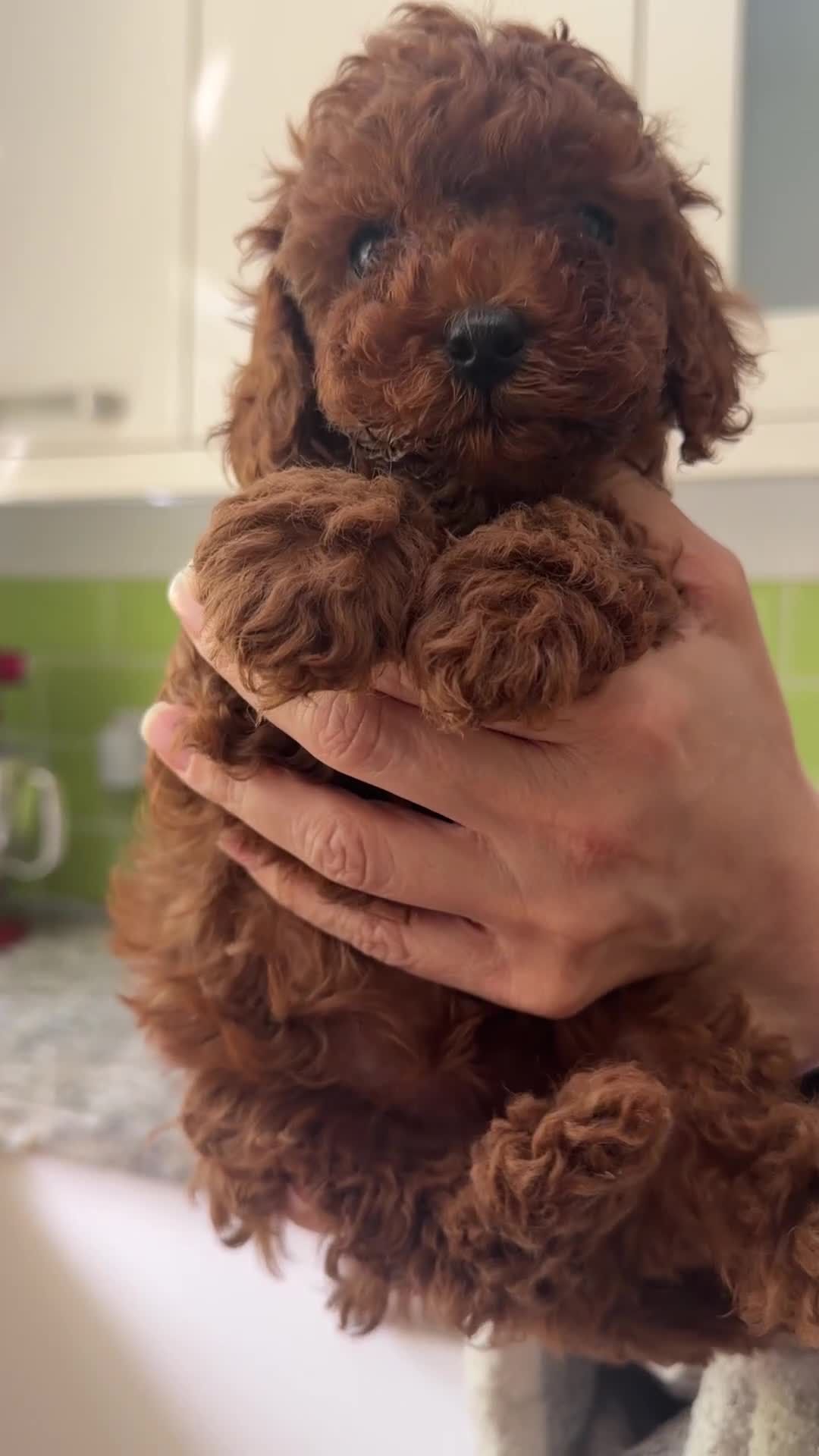 Toy Poodle dogs for sale: Last Girl and Boy Asian/toy poodle DNA tested - Video 3