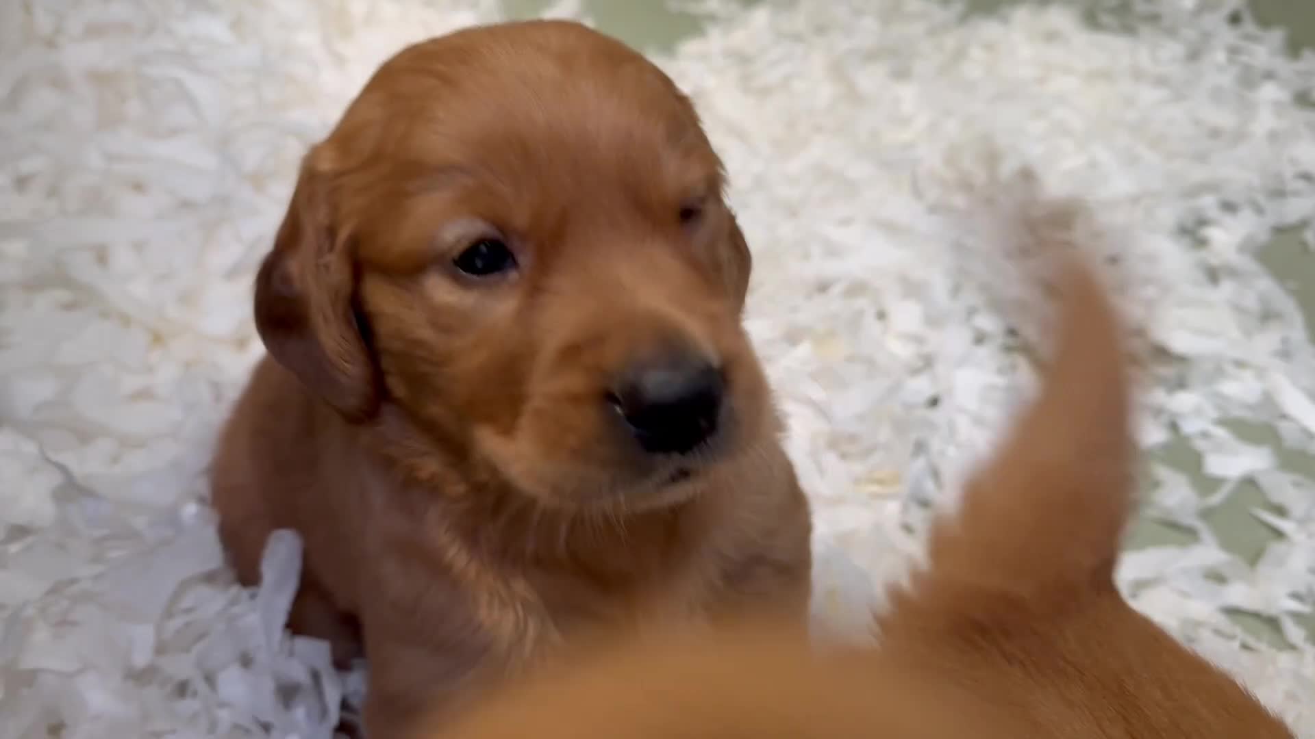 Golden Retriever dogs for sale: BEAUTIFUL GOLDEN RETRIEVERS-PARENTS HEALTH TESTED - Video 1