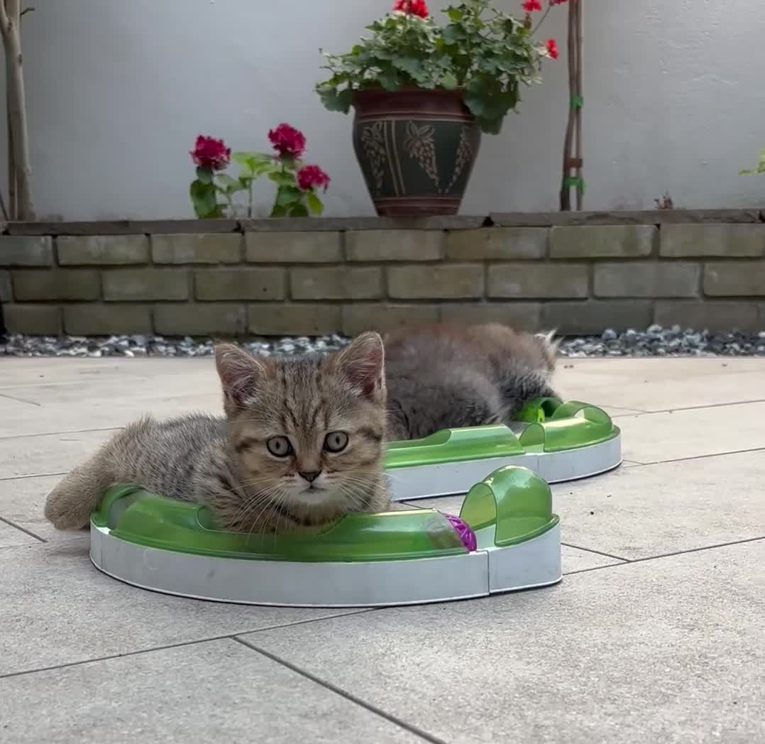 British Shorthair cats for sale: Pedigree British Shorthair  - Video 1