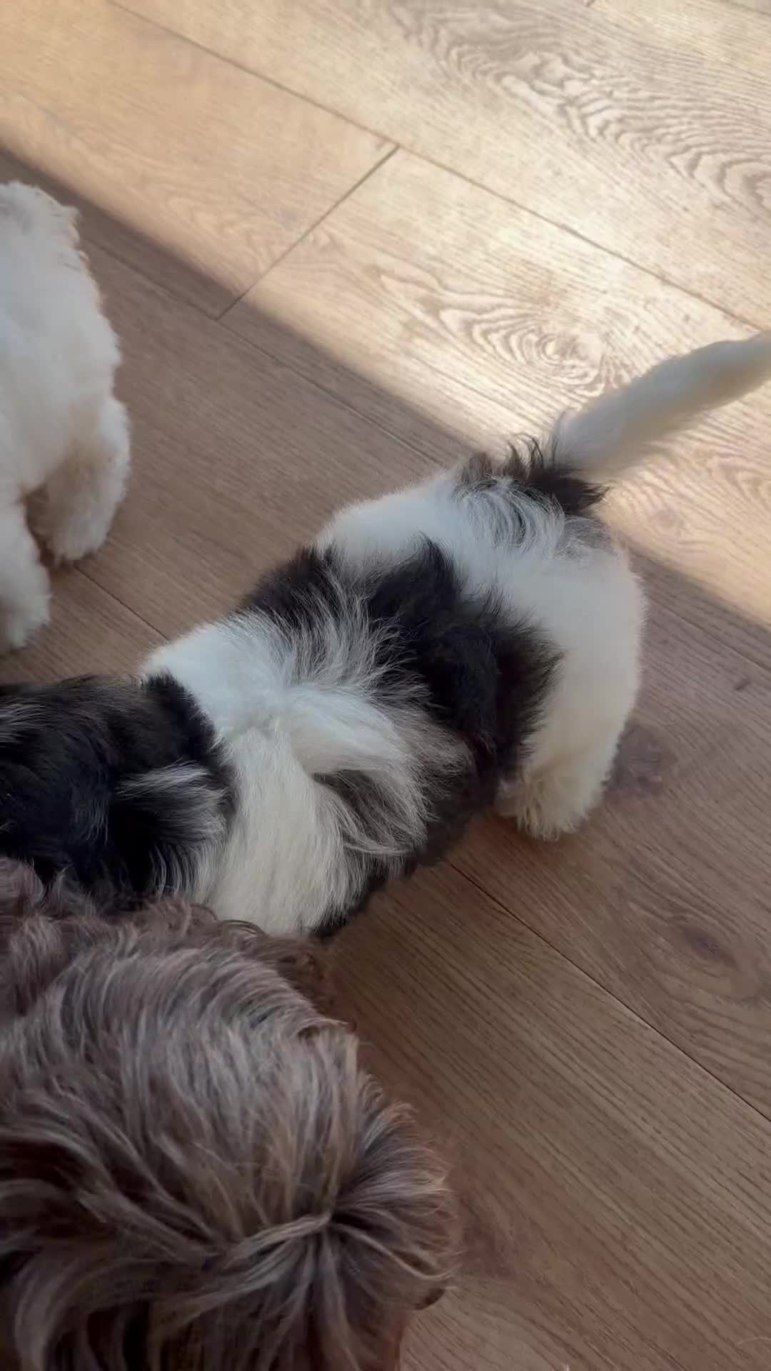 Mixed Breed dogs for sale: Ready to leave Toy poodle mixed breed puppies  - Video 2