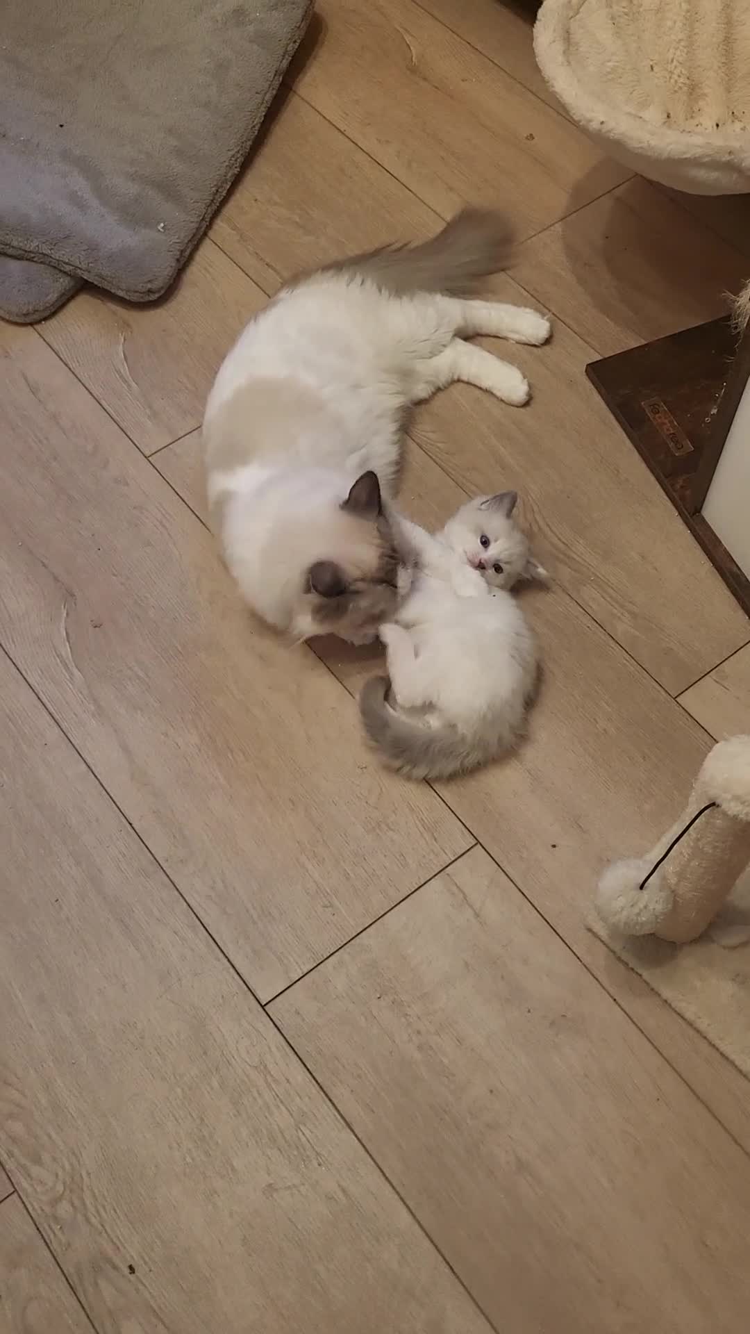 Ragdoll cats for sale: Beautiful calm male ragdoll - Video 1
