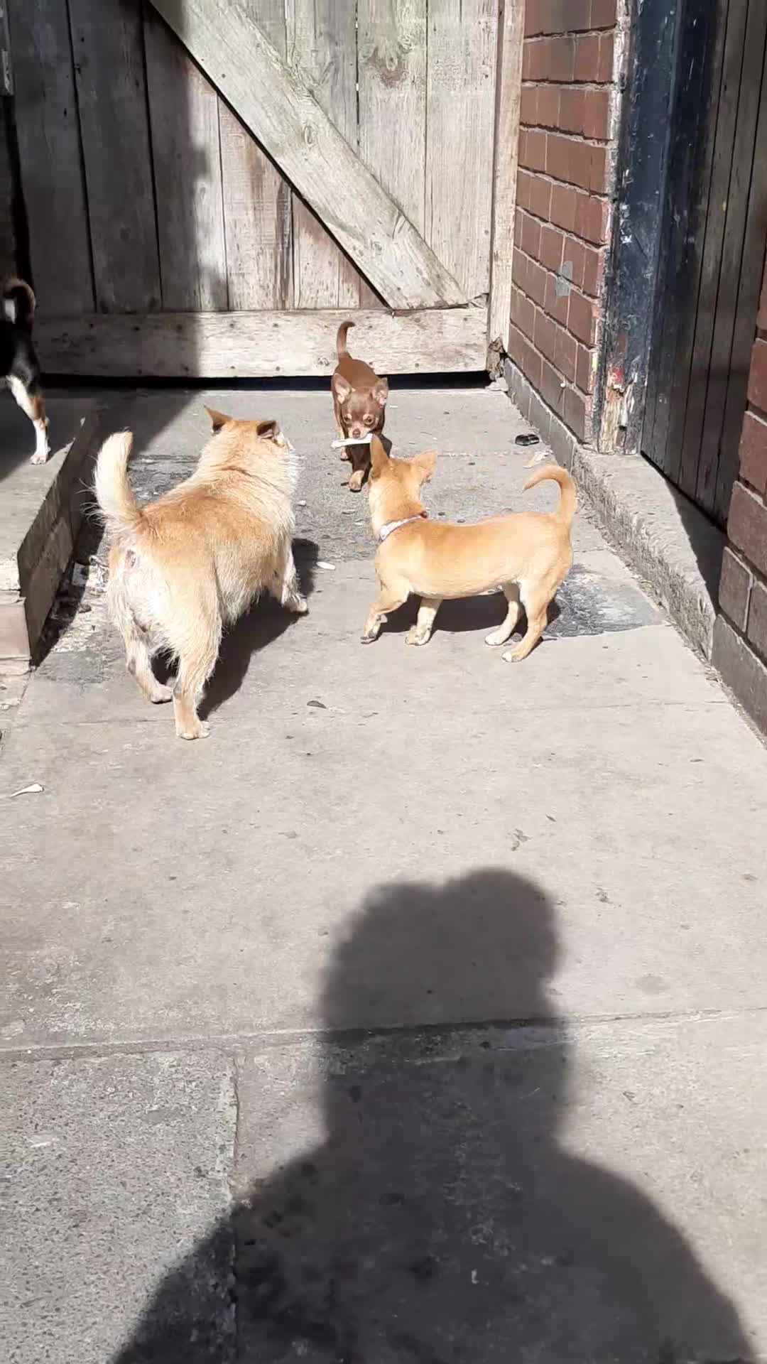 Chihuahua dogs for sale: Missy, pedigree tri black chihuahua girl. - Video 3