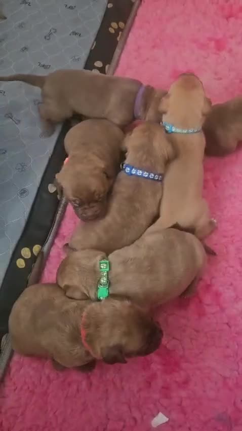Mixed Breed dogs for sale: Beautiful American bulldog / douge de bordeaux  - Video 2