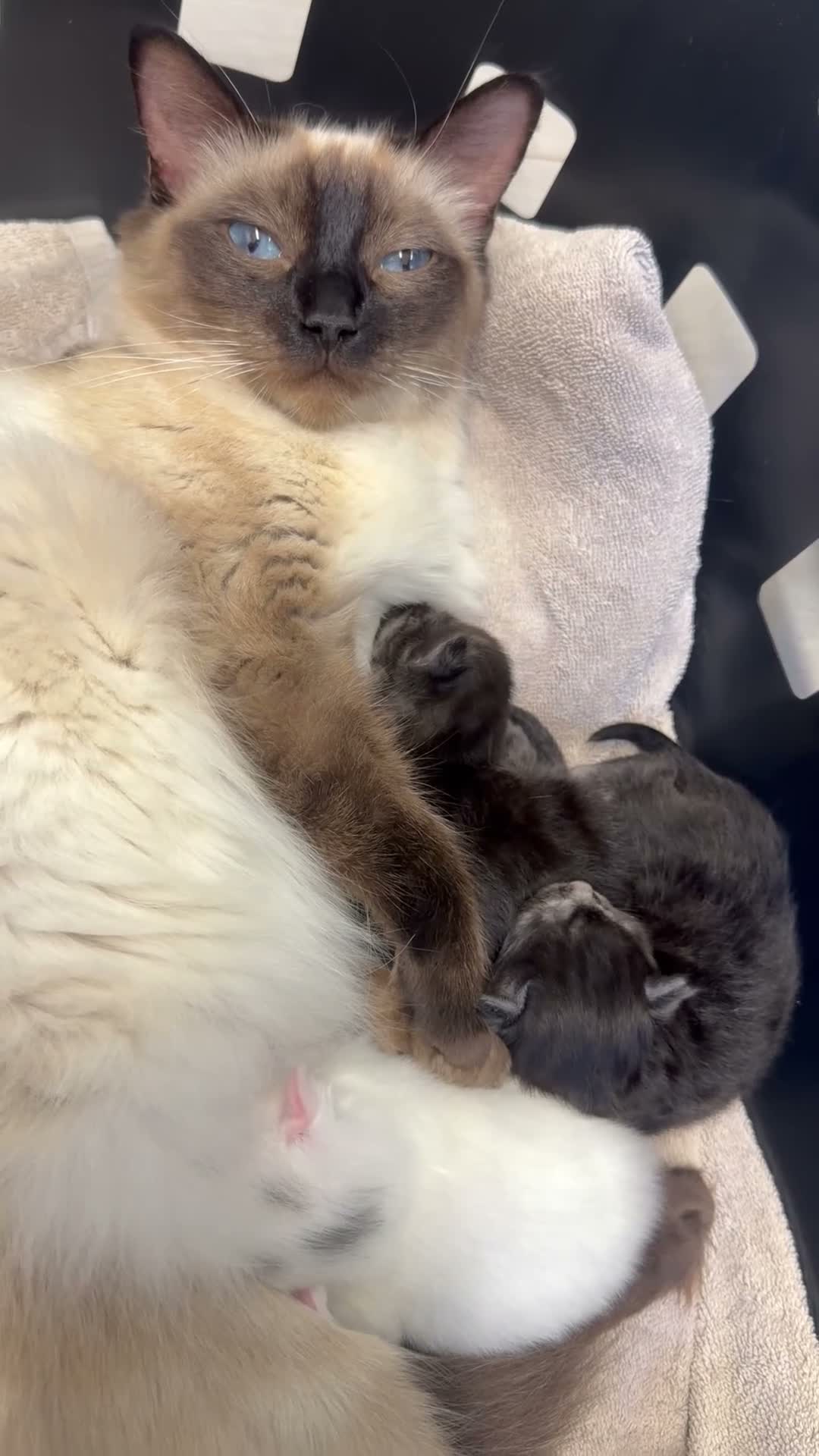 Ragcoon cats for sale: Stunning RagCoons - Video 1