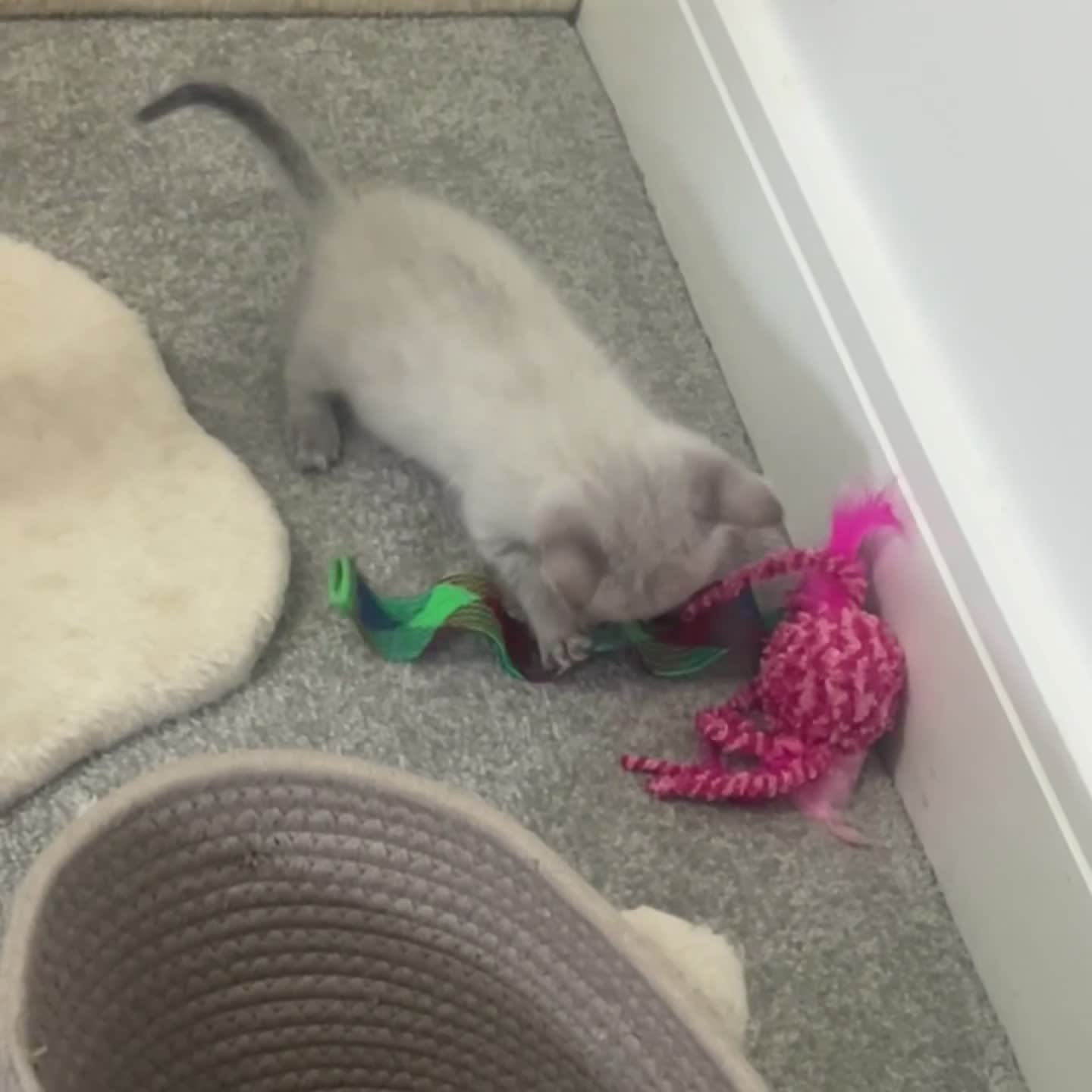 Maine Coon cats for sale: Gorgeous white Maine coon female - Video 1