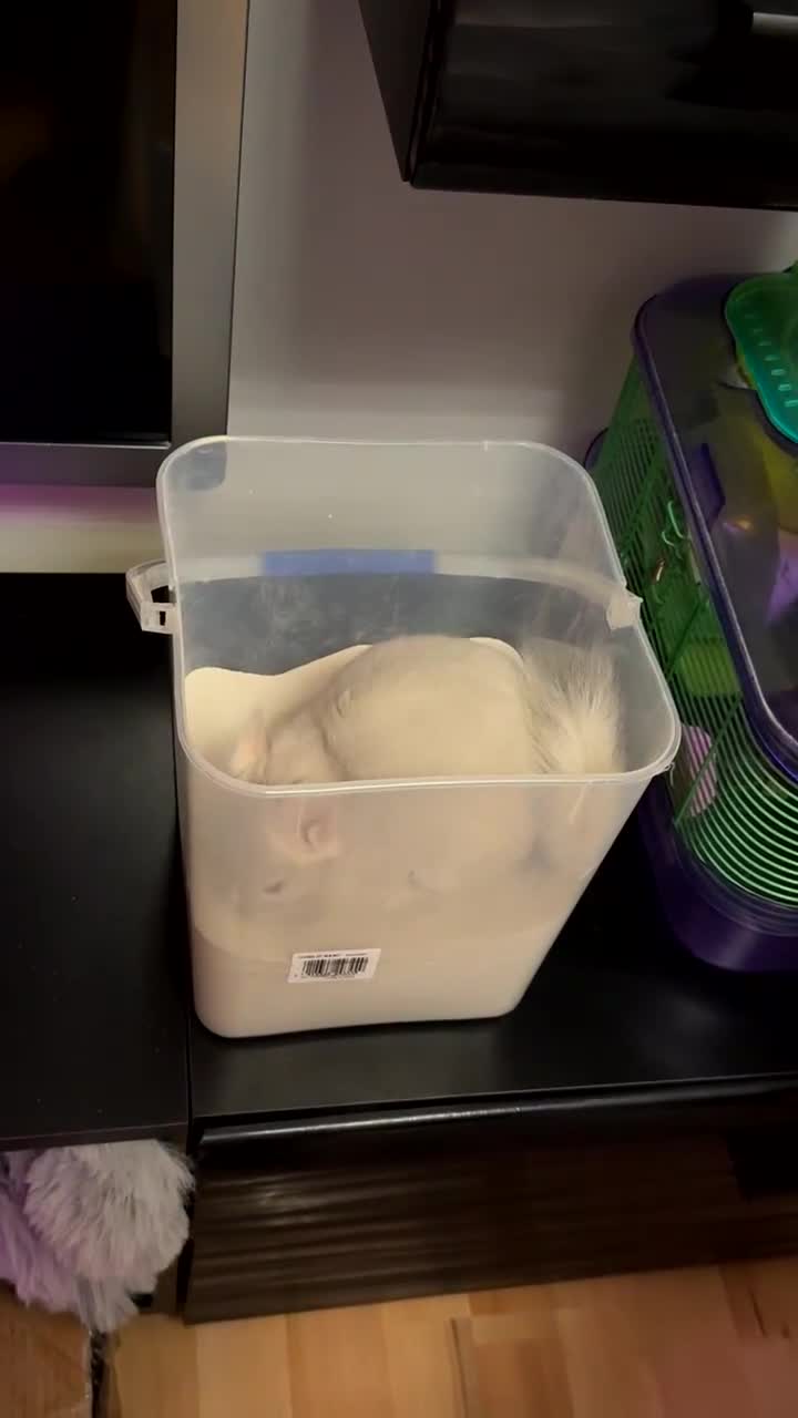 Chinchilla rodents for sale: White male chinchilla  - Video 1