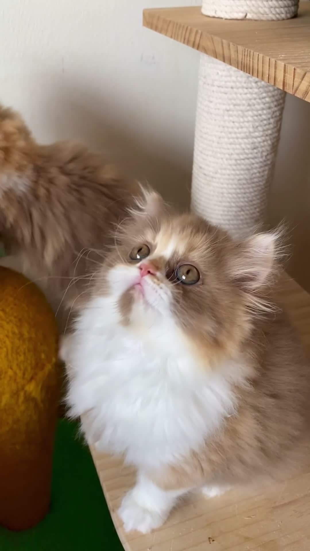 British Longhair cats for sale: Champion line kittens - Video 2
